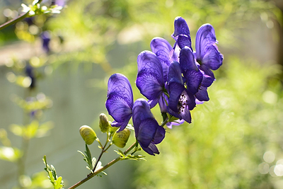 Say What? The Hidden Language of Flowers