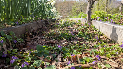 Earthy Diversity: Mulch Types and Tips Part 2