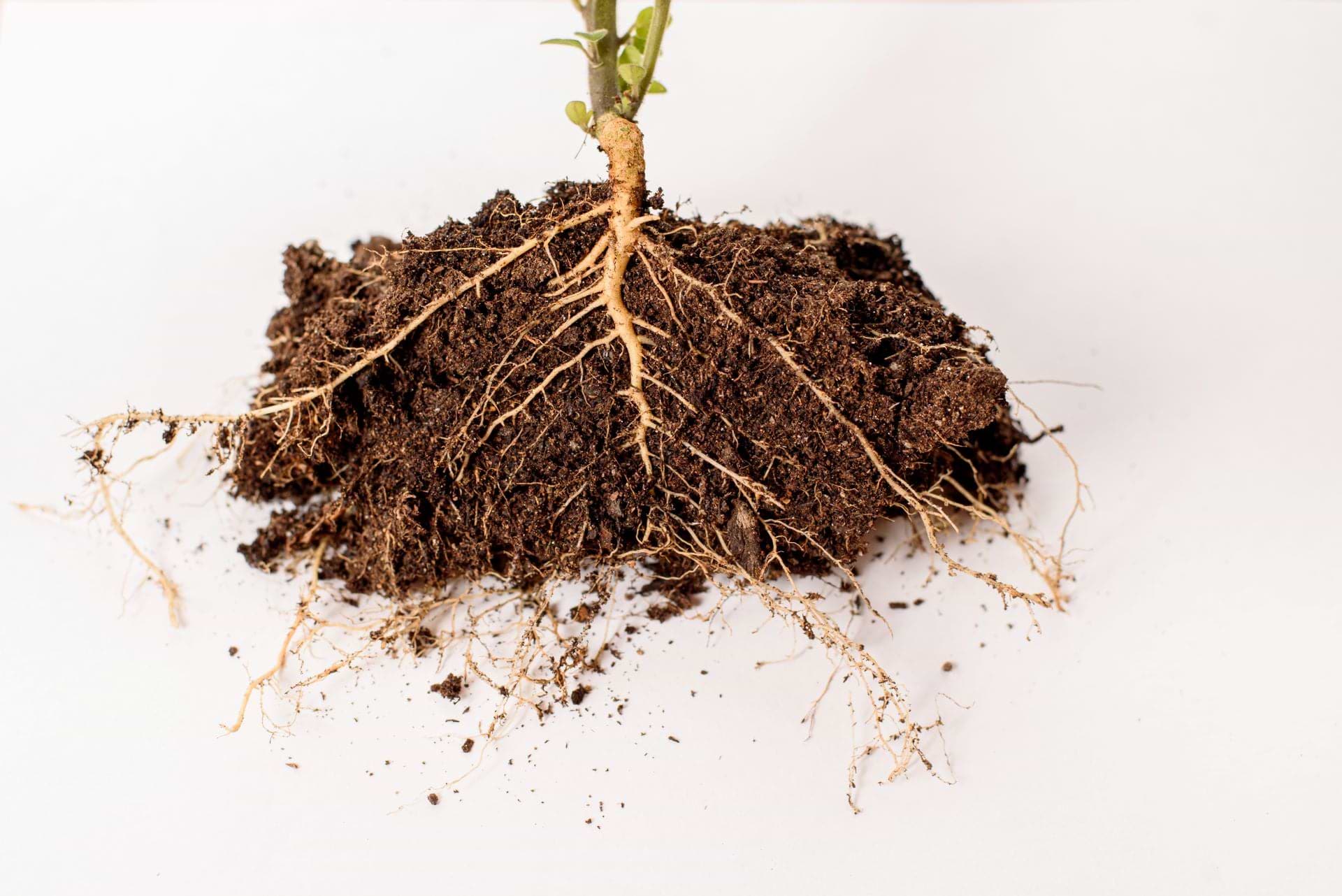Watering Deeply or Surface Watering: Which Method is Best for Your Gar
