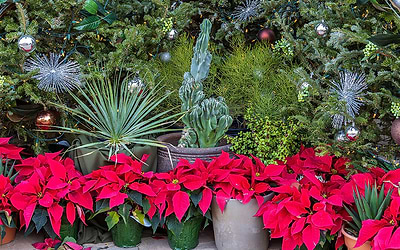 Poinsettia Day: Celebration of Winter’s Vibrant Blooms