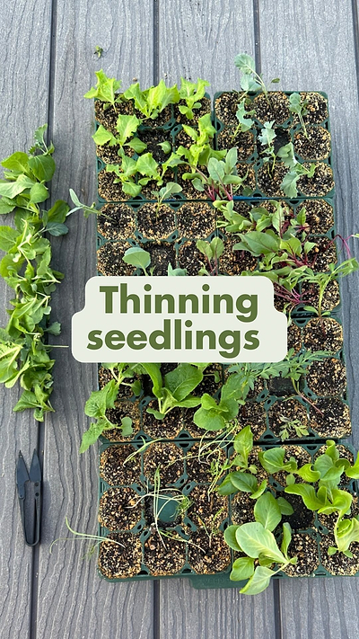 Thinning Seedlings