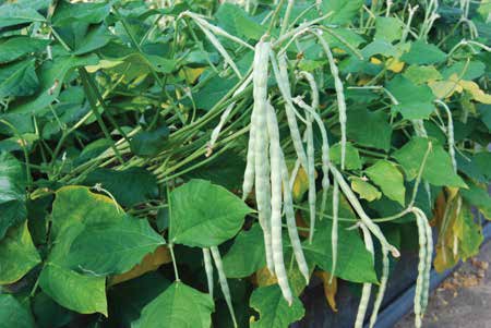 Your June Gardening Checklist