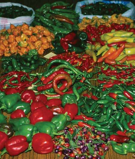 Put a Pep in that Step: Falling for Peppers