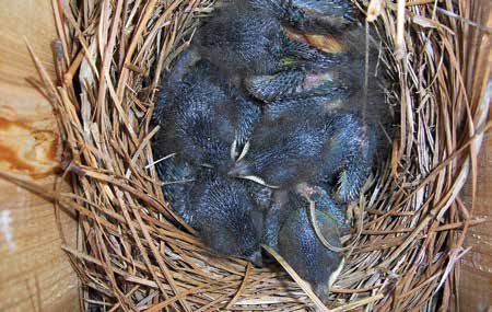 In Greg's Garden: Gardening is for the Birds