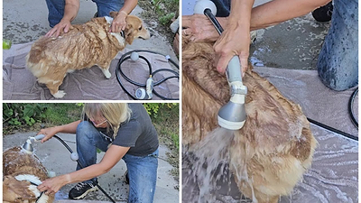 Give a DOG a Bath!!! #vegowateringproducts