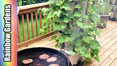 Grillin' & Chillin' in the Garden - What's Growing in Early August?