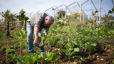 How to Edge your Garden Bed:  Surprisingly Simple Steps