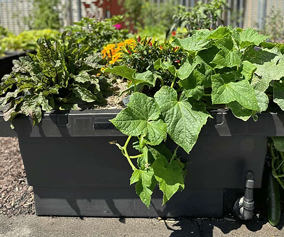 Vego Garden's Foodcube: The Next Generation of Self-Watering Planters