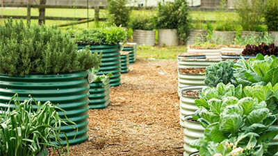 Grow Your Own Food and Grow Your Future: Vego Garden Empowers Households to Cultivate Self-Sufficiency