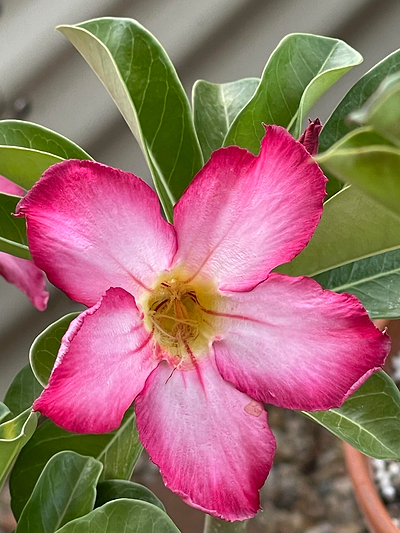 Tips for Growing Adeniums: A Guide to Thriving Desert Roses