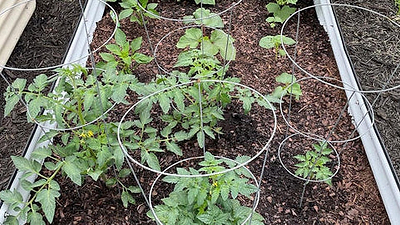 The Difference Between Garden Soil and Raised Bed Soil