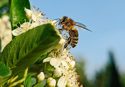 Bees Versus Wasps: Garden Friends or Foes?