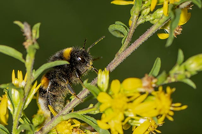 13 Beneficial Insects for Natural Pest Control in Greenhouses