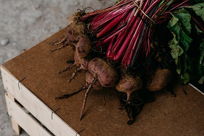 Planting Beets Directly in Raised Garden Beds:  How to Sow, Grow, and Harvest