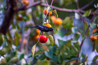 8 Effective Solutions to Protect Your Fruits Trees from Birds