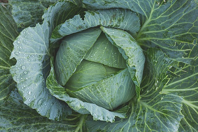 9 Best Easy Cabbage Recipes: Sauteed, Fried, and Stir-Fry Ideas