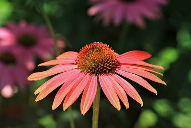 10 Plants and Flowers That Thrive in Humidity and High Heat