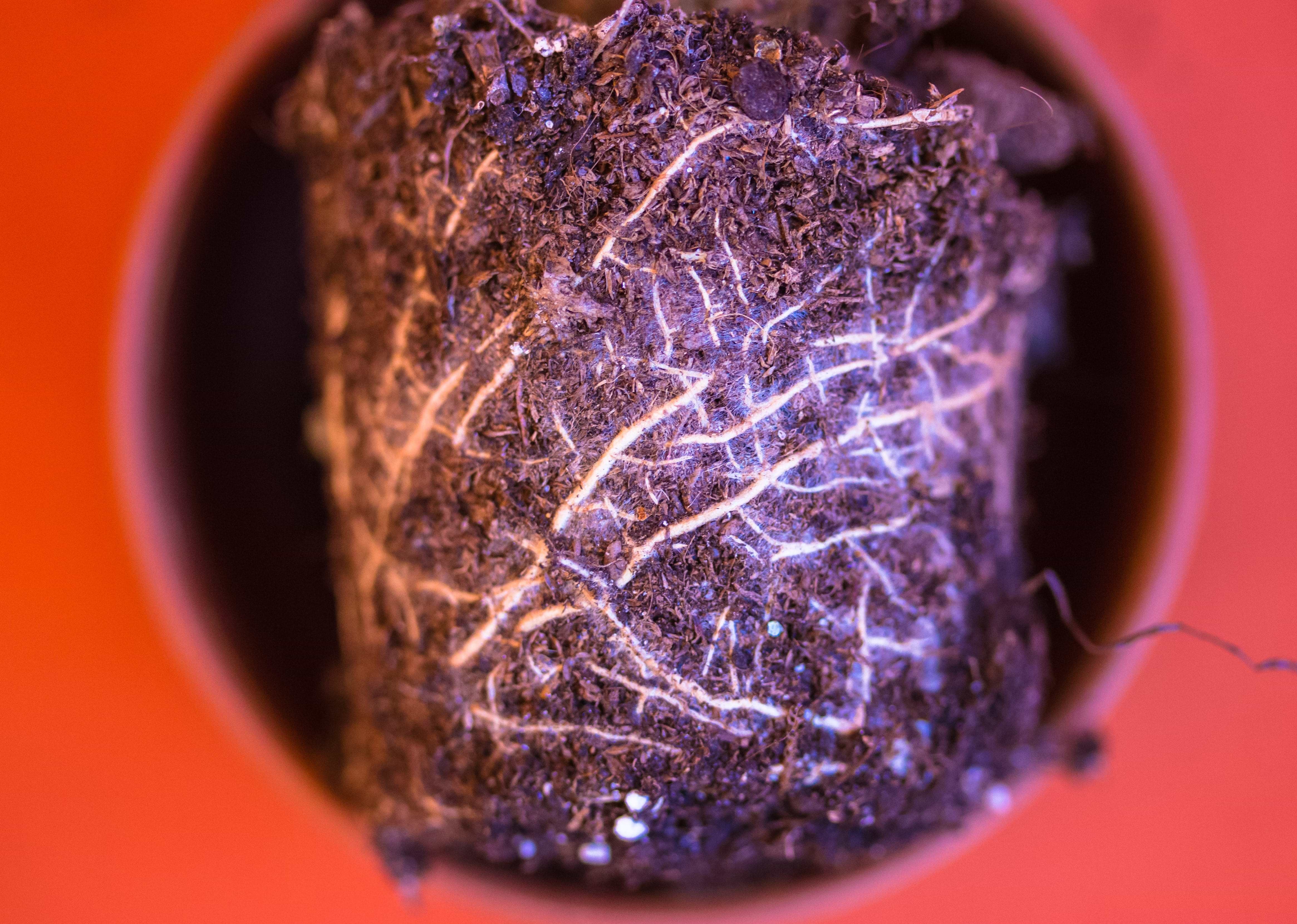 Deep Rooted Plants: Why Garden Beds With Ample Depth Are Essential