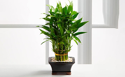 National Houseplant Appreciation Day: Celebration of Green Life