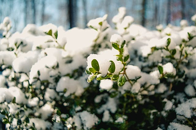 Hardy Winter Vegetables to Grow in your Garden