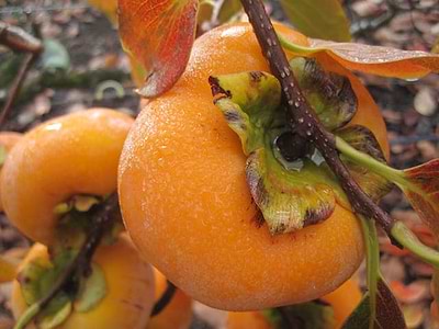 Plant Grow and Care for a Sweet Fuyu Persimmon Tree in a Planter