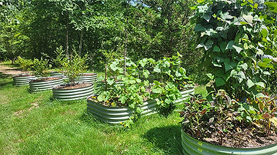 Maximizing Fruit and Vegetable Success: Lessons from Our Vego Garden Journey