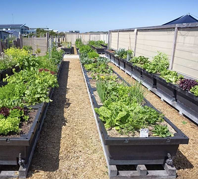 How Does the Foodcube Raised Bed with Self-Watering  Work?