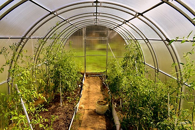 Greenhouse Guide for Beginners: Must Have Essentials for Greenhouse Gardening