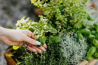 11 Easy Herbs to Grow in a Greenhouse Garden