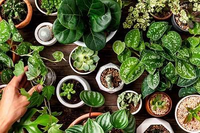 Indoor Oasis: Elevate your Indoor Garden Game with Expert Tips