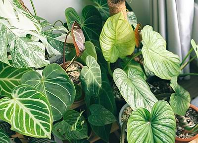 Maximize Your Indoor Garden: 13 Tips for Big Results in Small Spaces