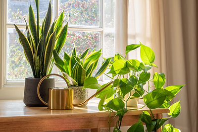 Indoor Pest Control: Natural Remedies to Keep Common Houseplant Pests at Bay