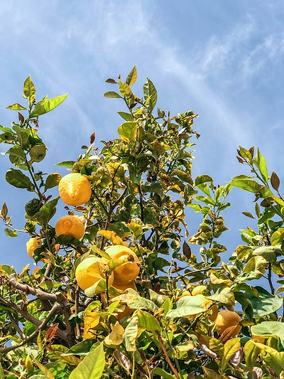 Squeeze All You Can May 18: Plant a Lemon Tree Day