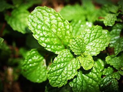 Grow a Middle Eastern Ingredient Garden in Your Backyard