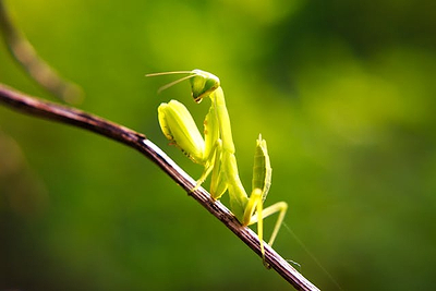 Praying Mantises: All About This Beneficial Insect for Your Garden