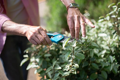 Growing Your Garden: Benefits of Proper Pruning