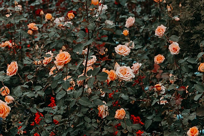 10 Essential Tips for Pruning Roses Effectively