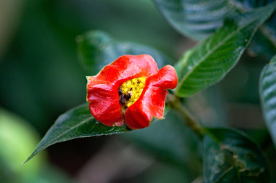 The Plant Name Game. Hooker’s Lips and Other Curiosities