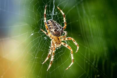 Beneficial Insect: Spiders