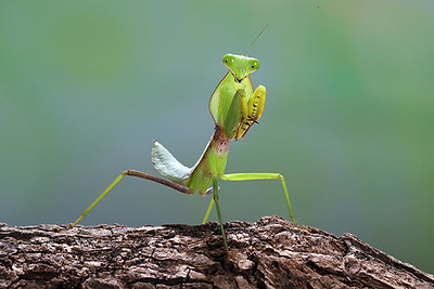 Beneficial Insects: The Praying Mantis