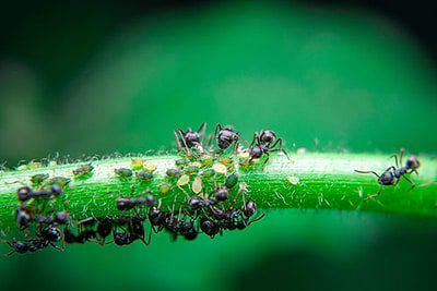 Ants in the Garden