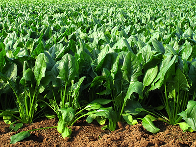 Celebrate National Spinach Day with Gardening Galore