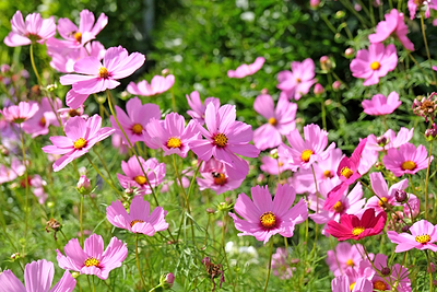 Warm-Season Flowers for Your Garden