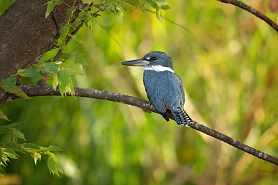 Wildlife Haven: Creating an Enchanting Habitat for Birds and Wildlife