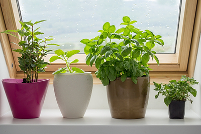 Wonderful Windowsill Gardens: Small Pots, Low Maintenance, Big Results