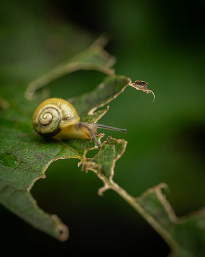 14 Common Greenhouse Pests and Pest Management Tips