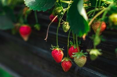 Growing Strawberries in Raised Garden Beds