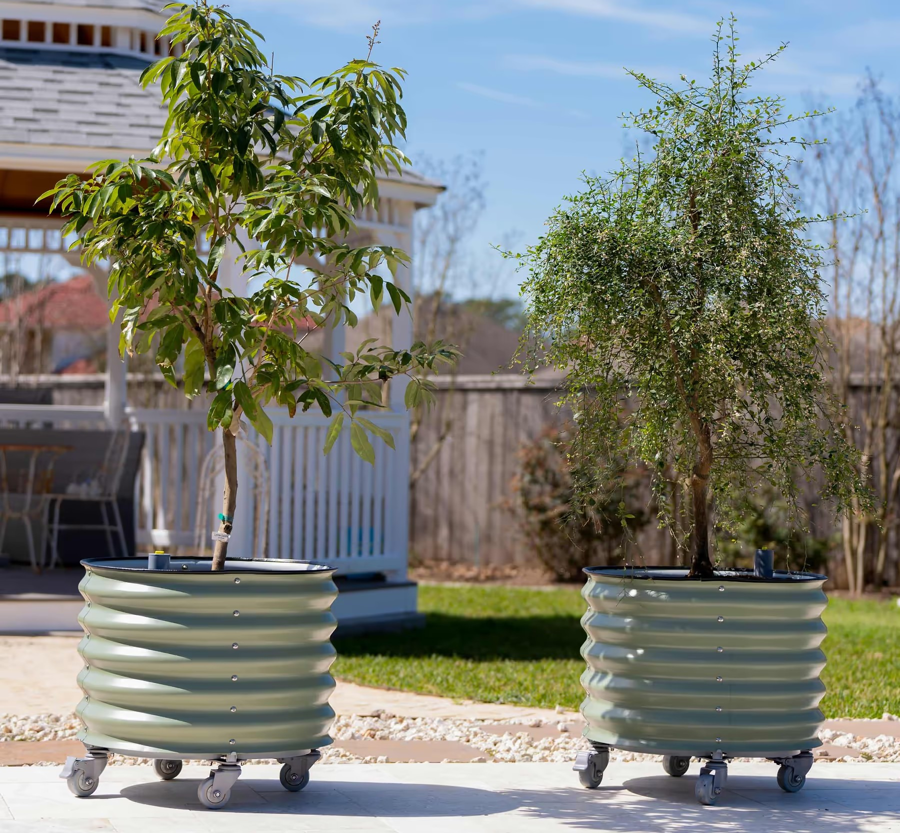 6 Dwarf Fruit Trees to Grow in Rolling Containers for Earth Day