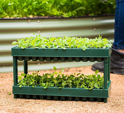 The Easiest Flowers to Grow from Seed