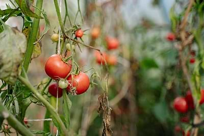 6 Kid-Friendly Crops to Grow in Greenhouses